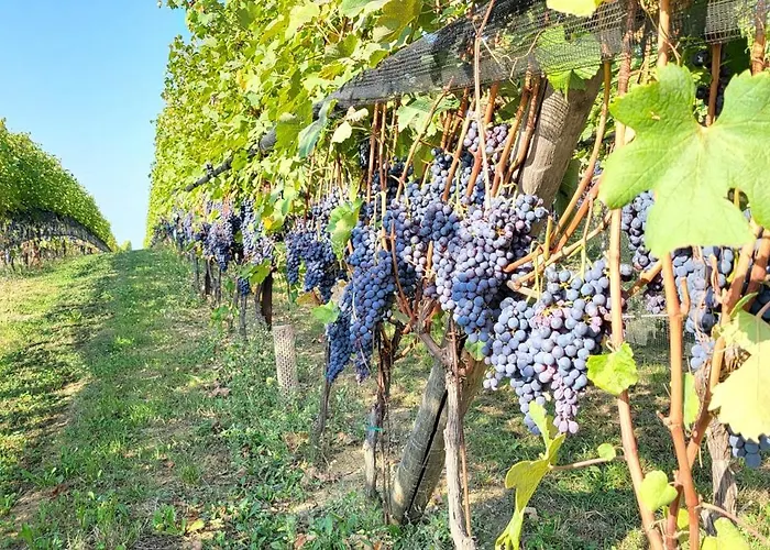 Casa Da Cristina Apartamento La Morra